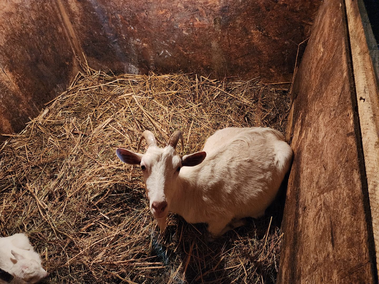 ногинск, богородский округ, сыроварня, ферма, производство сыра, общество, жители, вертикалки,