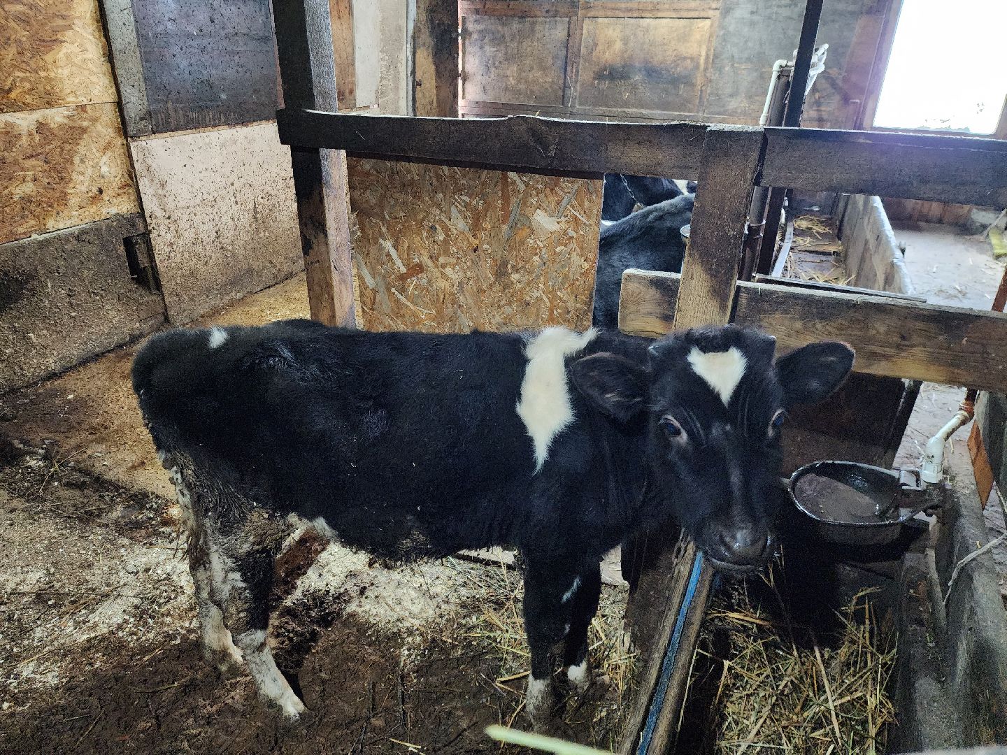 ногинск, богородский округ, сыроварня, ферма, производство сыра, общество, жители, вертикалки,