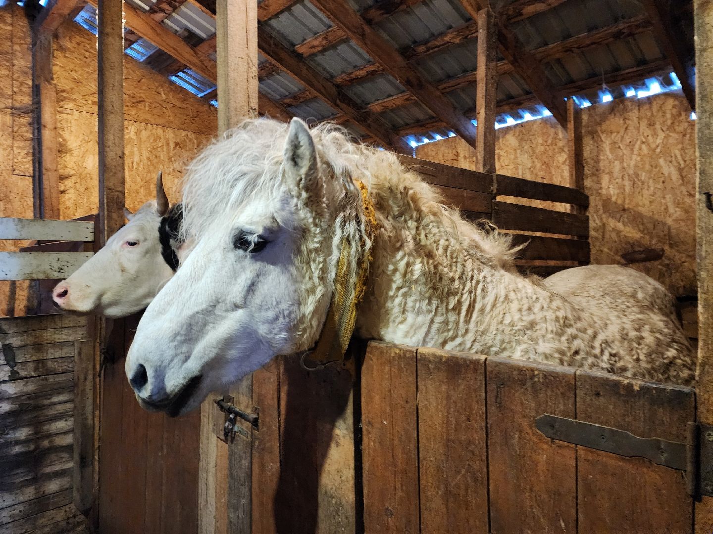ногинск, богородский округ, сыроварня, ферма, производство сыра, общество, жители, вертикалки,
