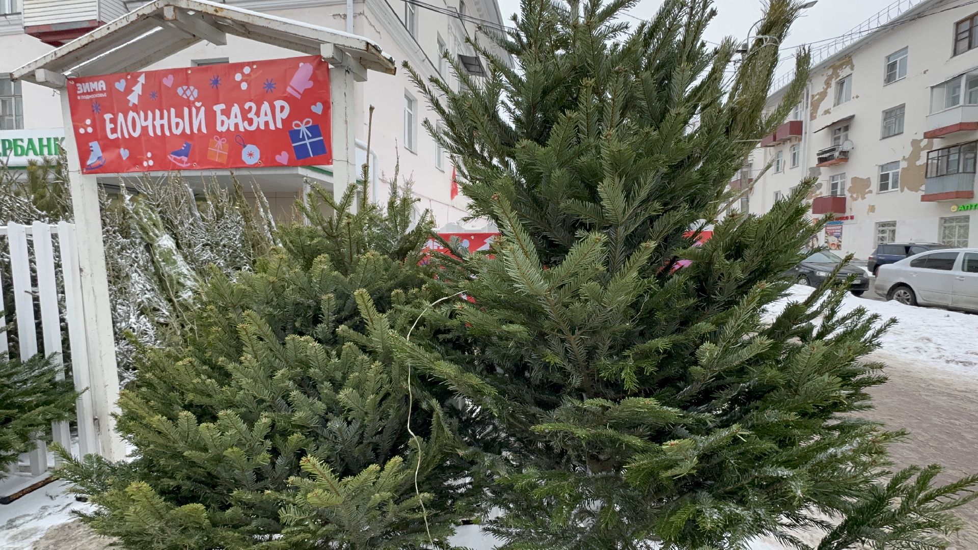 Солнечногорск, Елки, елочный базар, жители, вертикалки,