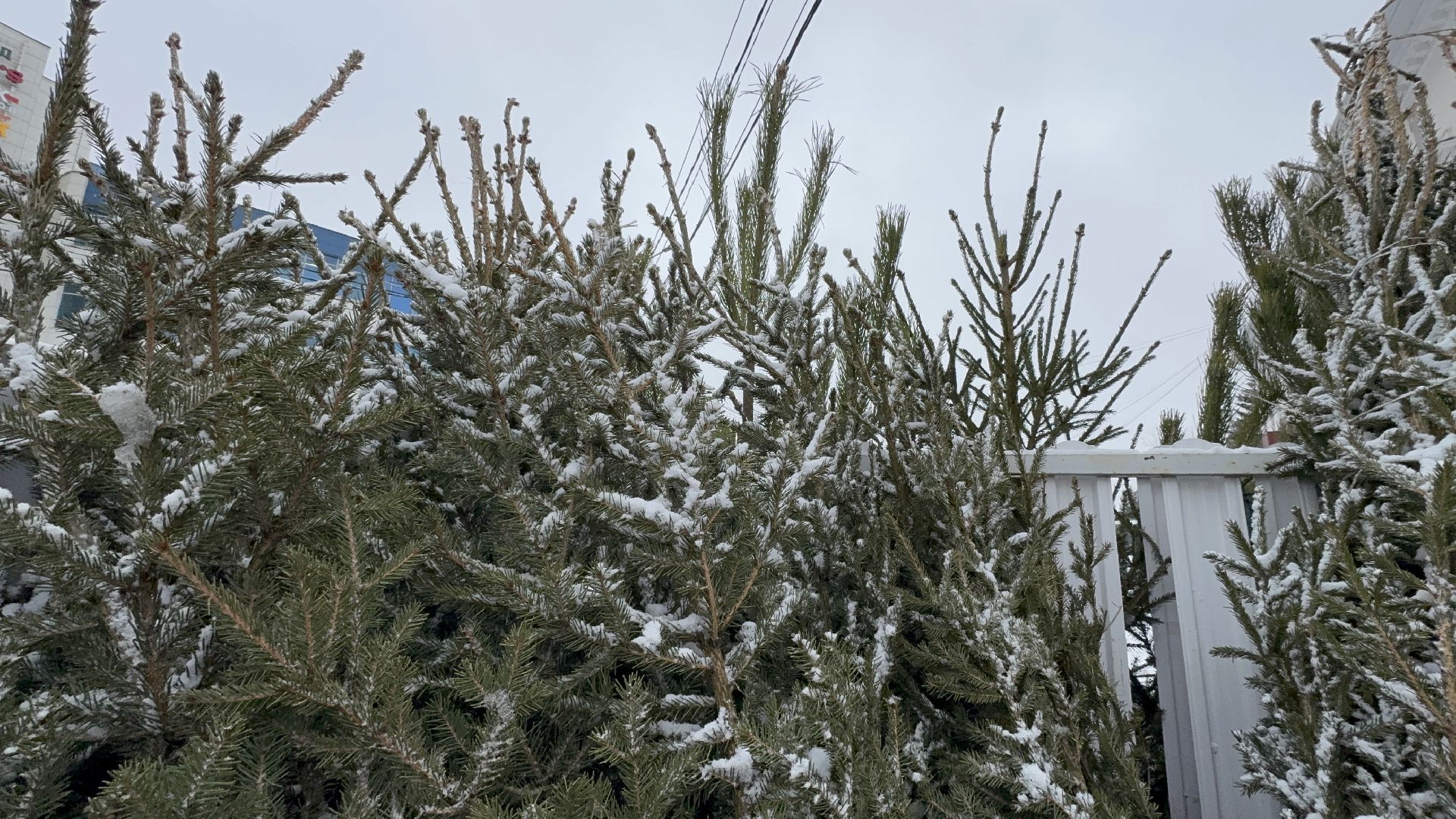 Солнечногорск, Елки, елочный базар, жители, вертикалки,