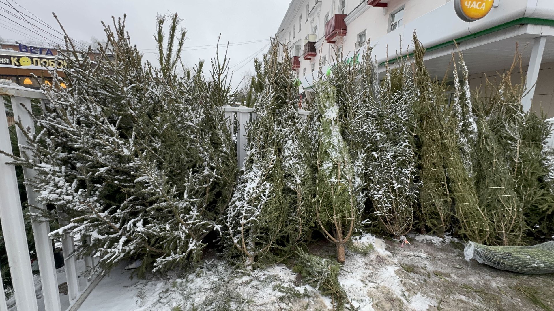 Солнечногорск, Елки, елочный базар, жители, вертикалки,