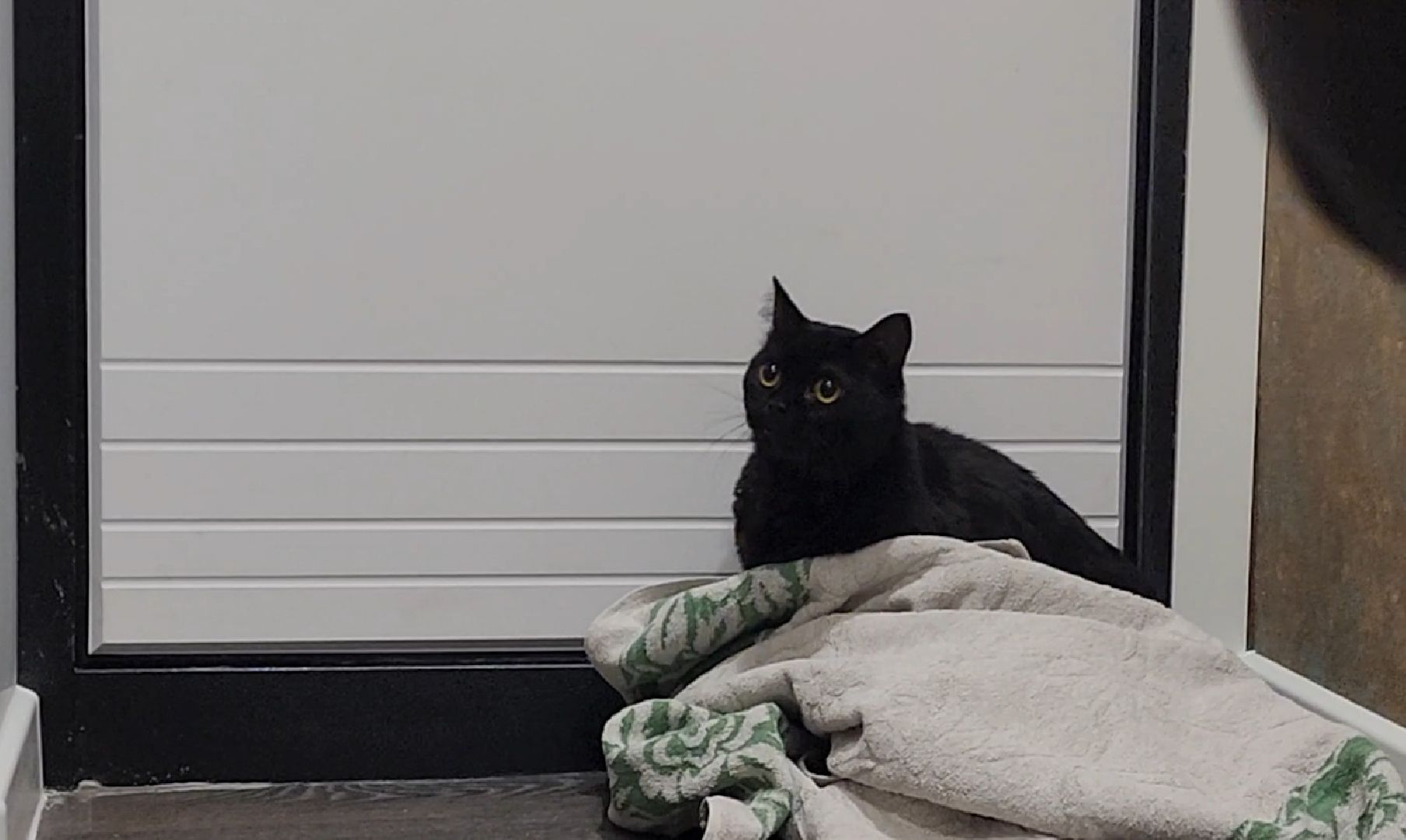 Бронницы, Ключи от квартиры, Переселенияюе из аварийного жилья, В новый год в новую квартиру, Вертикалка, Вертикальное видео,