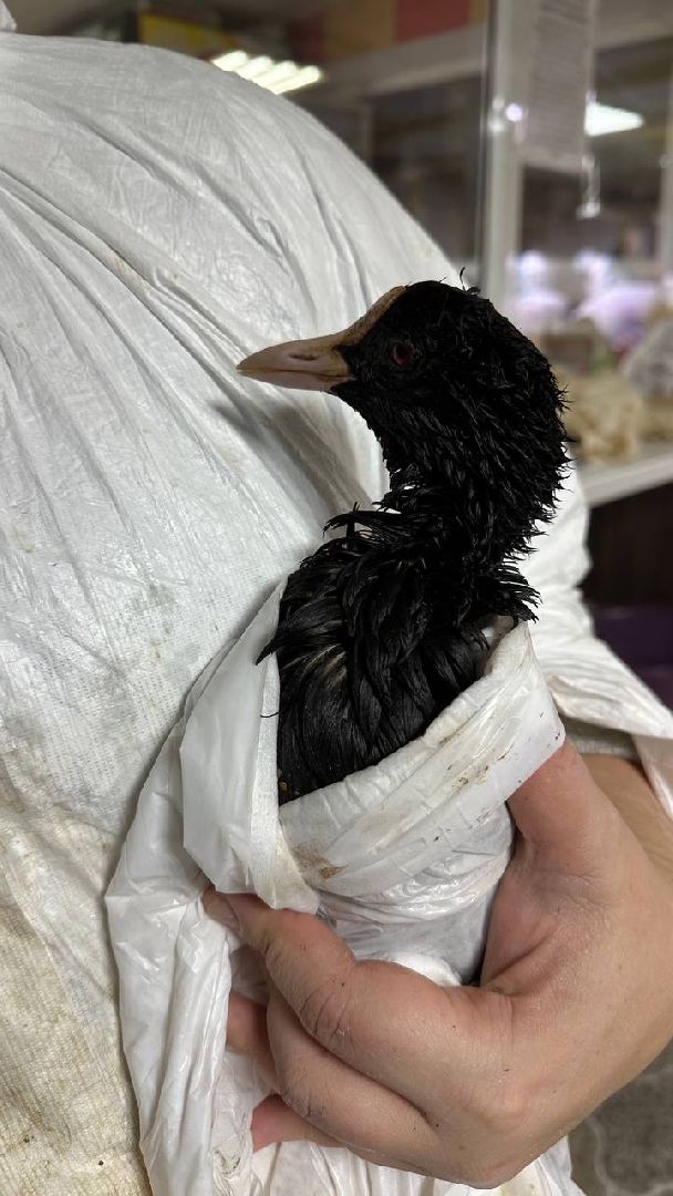 эксклюзив, экология, ЧП, общество, волонтеры подмосковья, очистка пляжей Анапы, Борьба с мазутом,