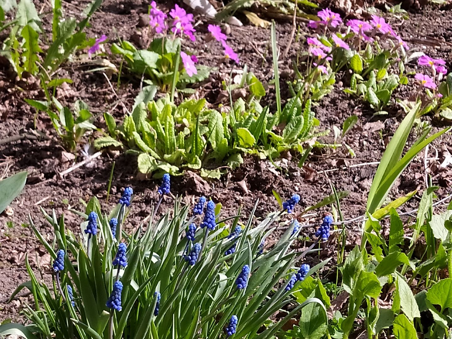 Благоустройство, уборка, месячник, листва