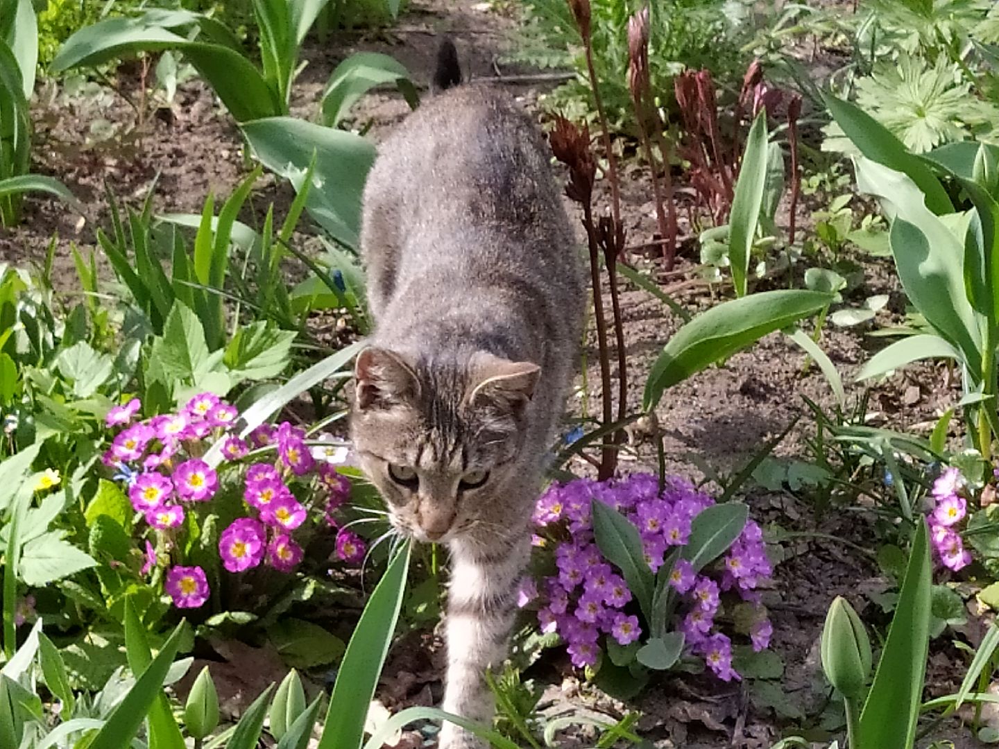Благоустройство, уборка, месячник, листва