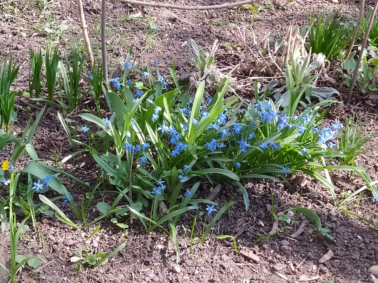 Благоустройство, уборка, месячник, листва