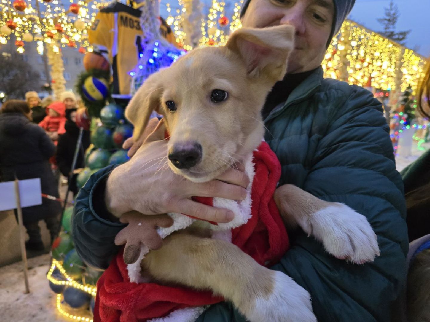 можайск, можайский городской округ, подмосковье, елка желаний, всероссийская акция, исполнение желаний, исполнение детских желаний, мечты, дети, новый год, новогодние праздники,
