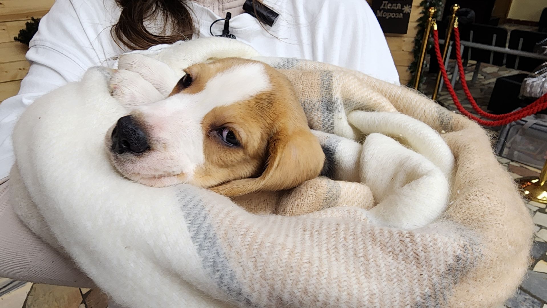 вертикалка, елка желаний, новый год,