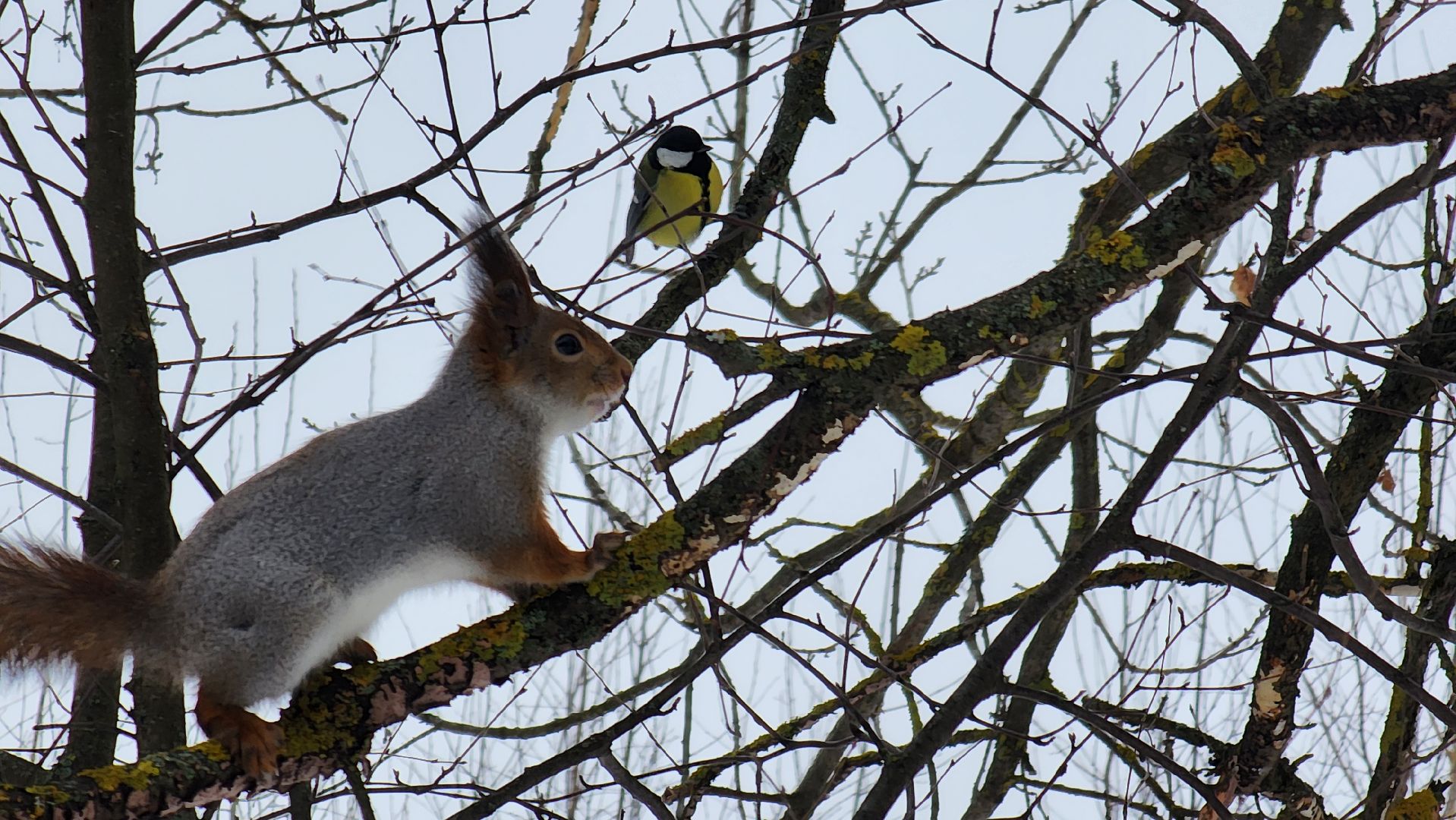 Солнечногорск, вертикалки, парк победы, белки,