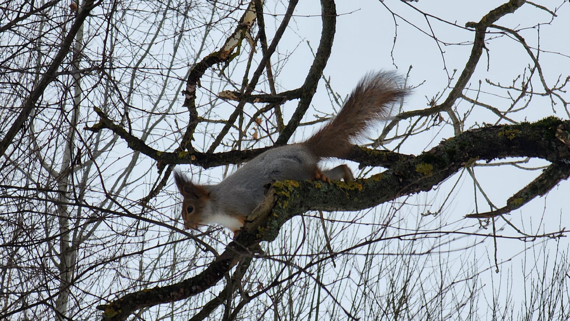 Солнечногорск, вертикалки, парк победы, белки,
