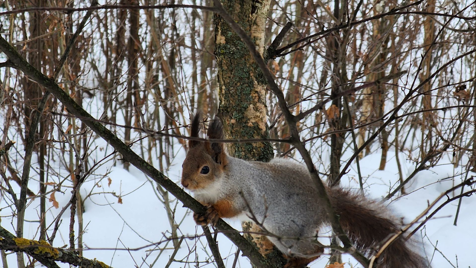 Солнечногорск, вертикалки, парк победы, белки,