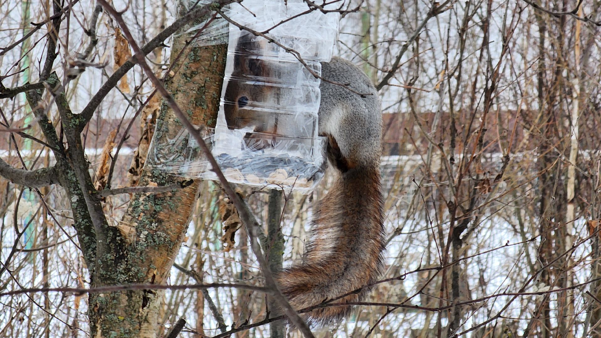 Солнечногорск, вертикалки, парк победы, белки,