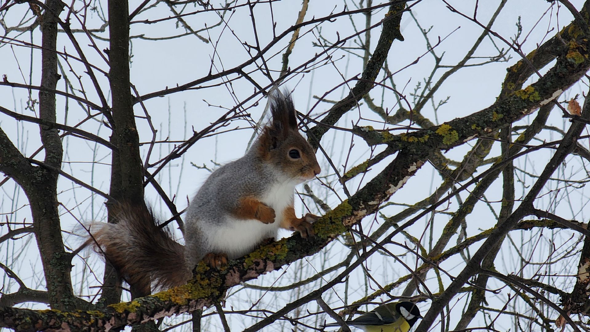 Солнечногорск, вертикалки, парк победы, белки,