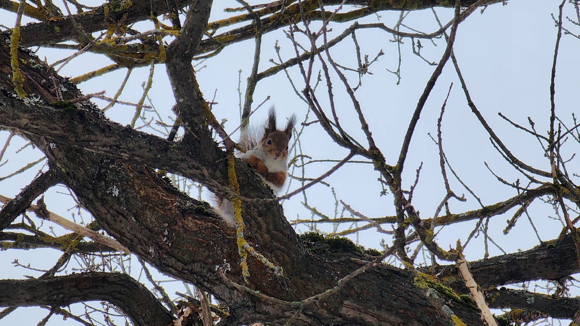 Солнечногорск, вертикалки, парк победы, белки,