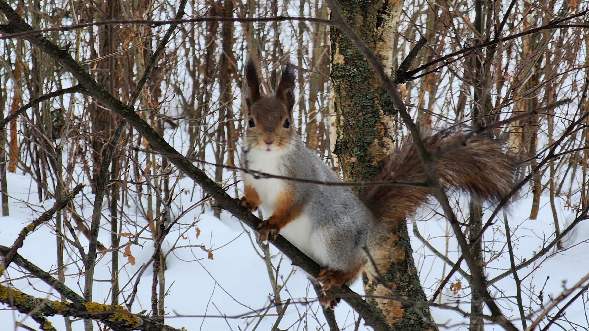 Солнечногорск, вертикалки, парк победы, белки,