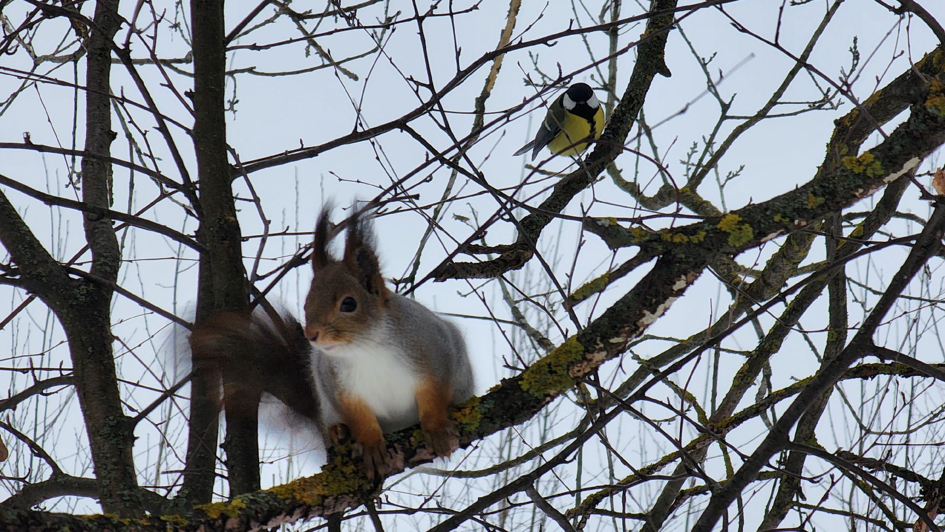 Солнечногорск, вертикалки, парк победы, белки,