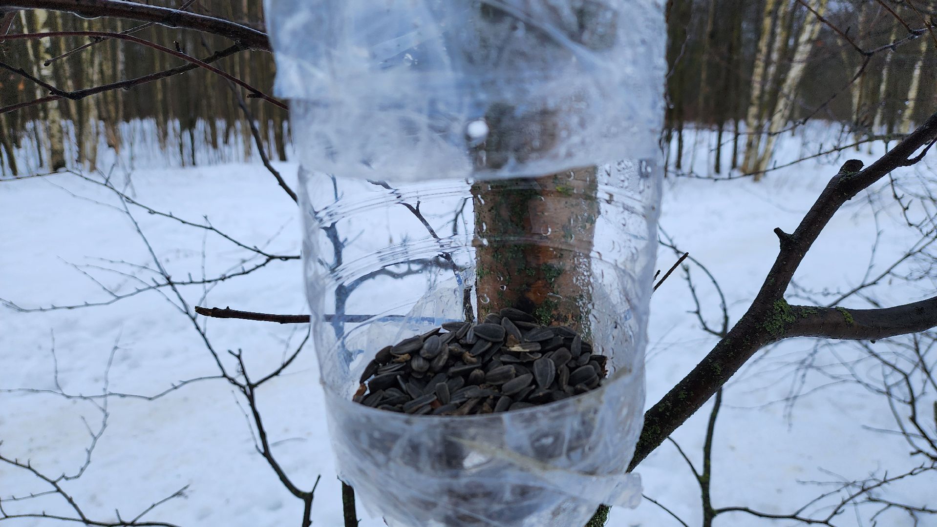 Солнечногорск, вертикалки, парк победы, белки,