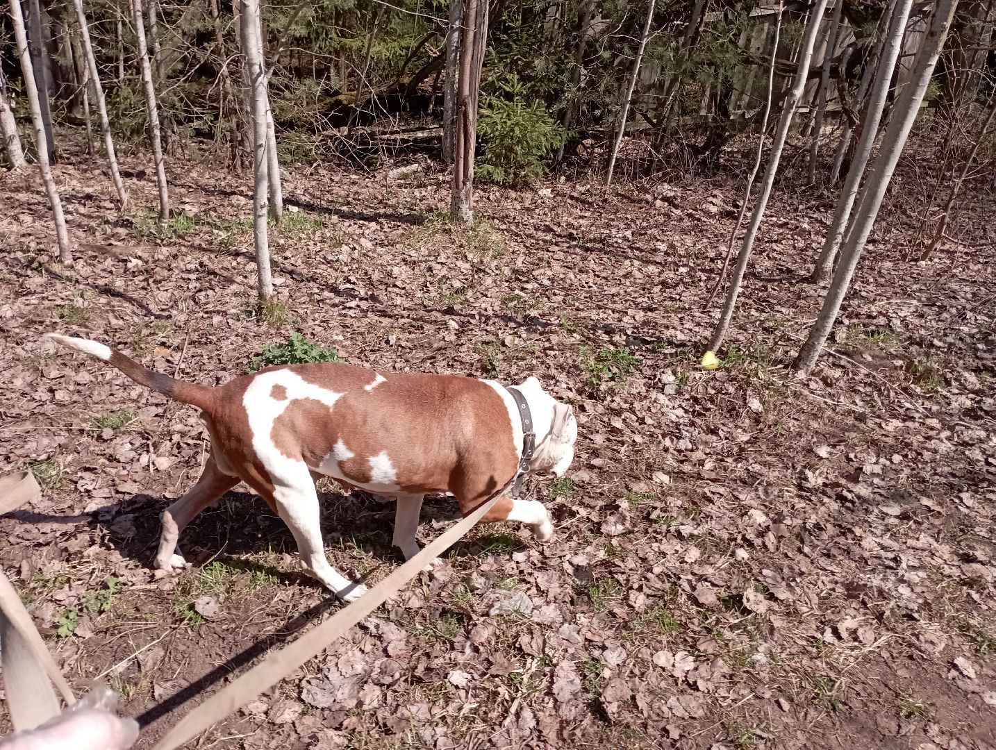 волонтерство помощь животным волонтер Дубна