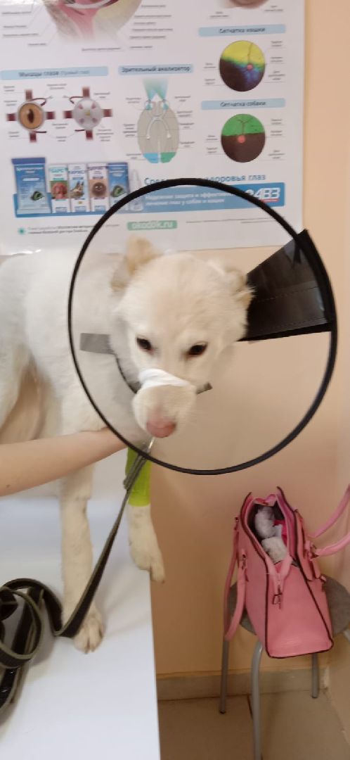 волонтерство помощь животным волонтер Дубна