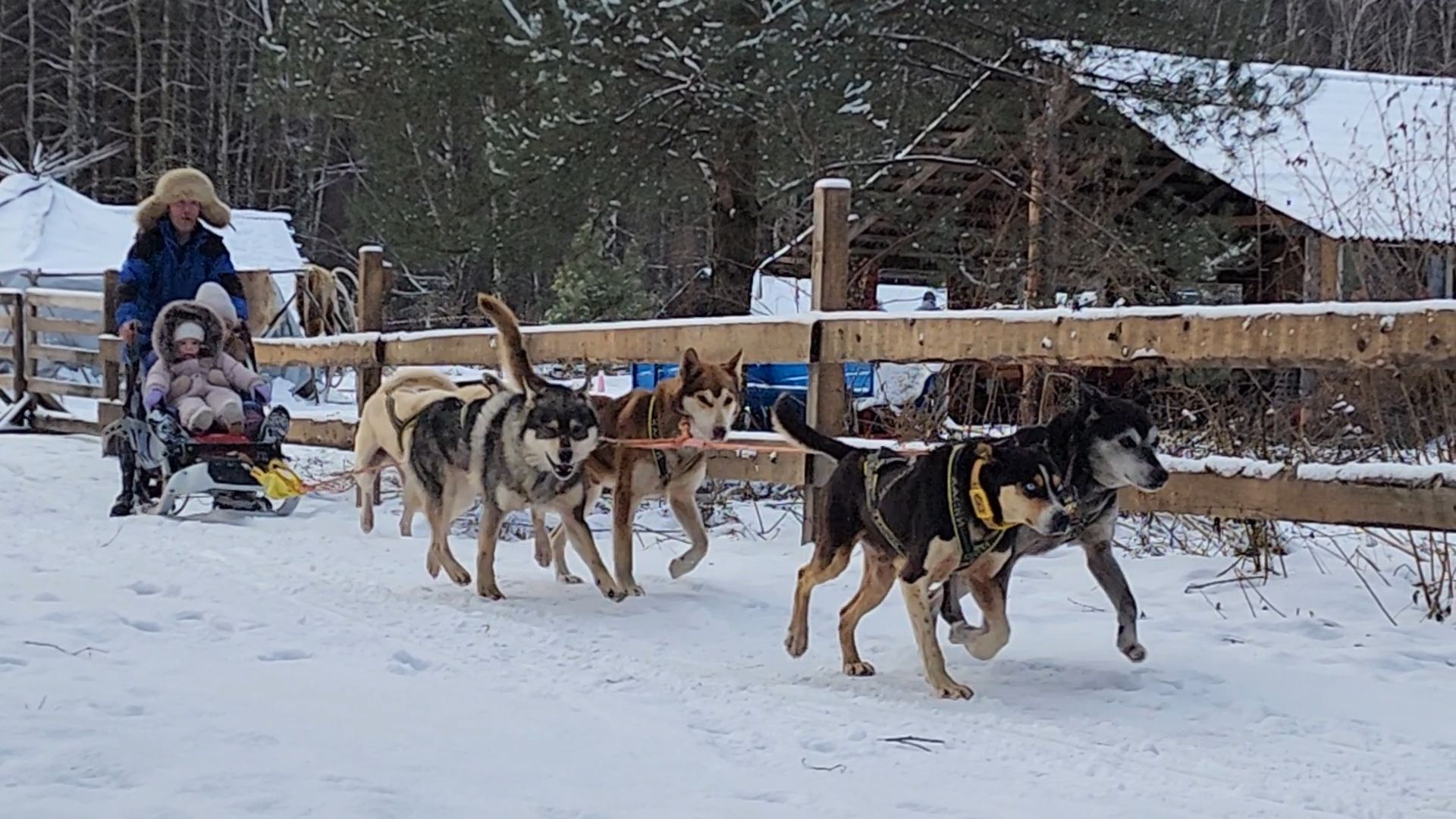 Раменское, Туризм, хаски парк раменское, Куда поехать с детьми, Катание на хаски,