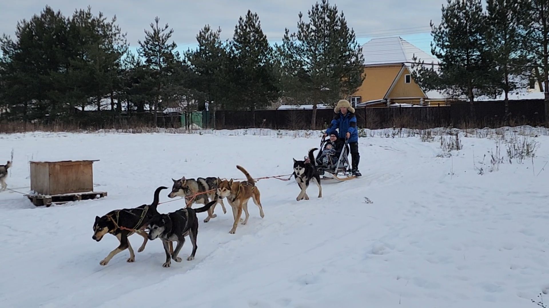 Раменское, Туризм, хаски парк раменское, Куда поехать с детьми, Катание на хаски,