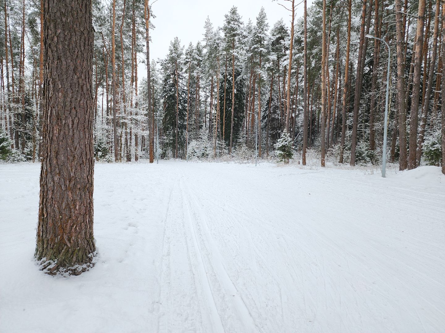 Егорьевск, Подмосковье, Московская область, лыжи, зима в подмосковье,ВЕРТИКАЛКи,