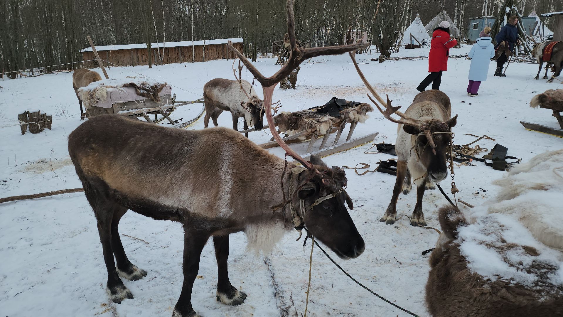кашира, фестиваль севера, олени, кочевники, фольклор,