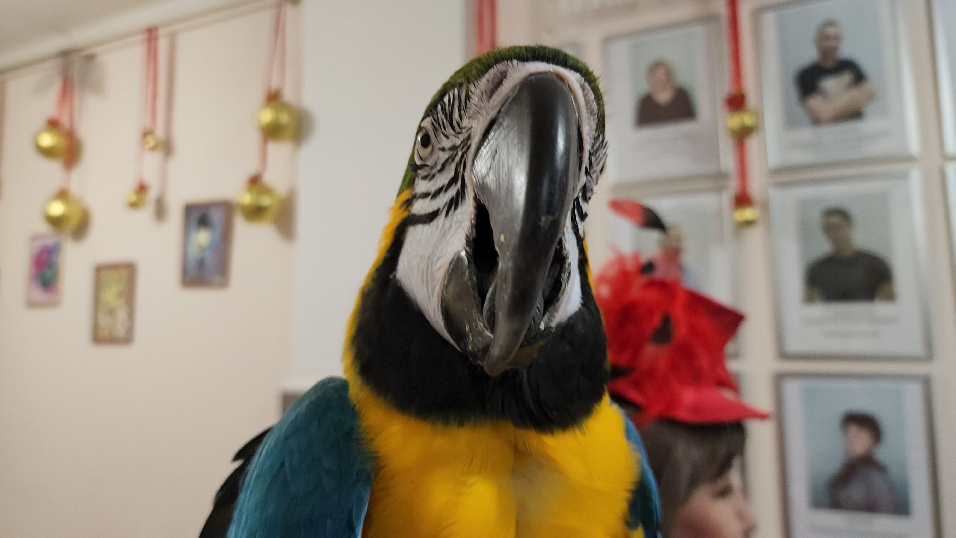 рождество, рождество христово, представление, руза, рузский городской округ, культура, тучково, зима в подмосковье, вертикалки,