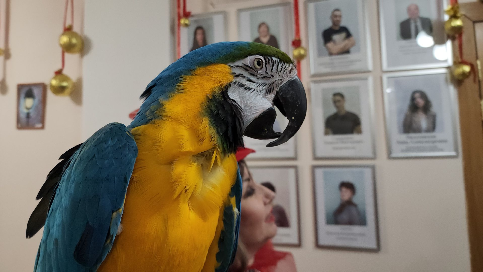 рождество, рождество христово, представление, руза, рузский городской округ, культура, тучково, зима в подмосковье, вертикалки,