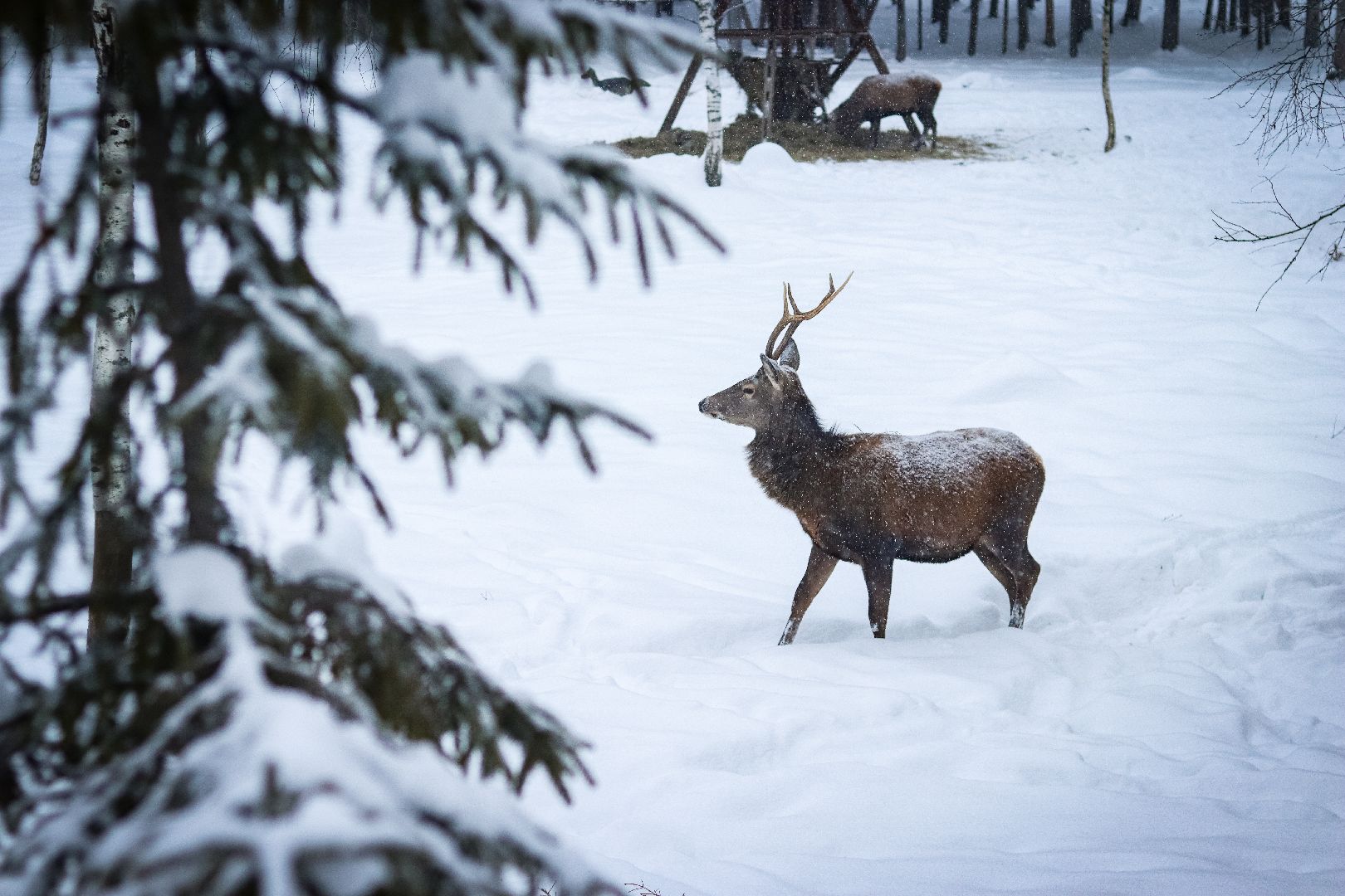Клин, общество, животные, олени, зима в подмосковье,