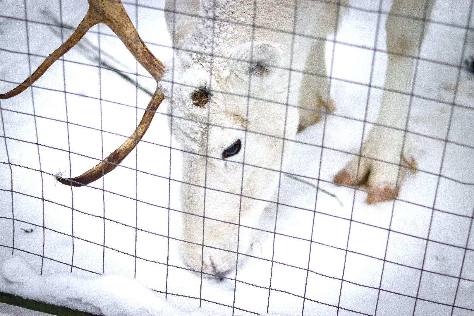 Клин, общество, животные, олени, зима в подмосковье,