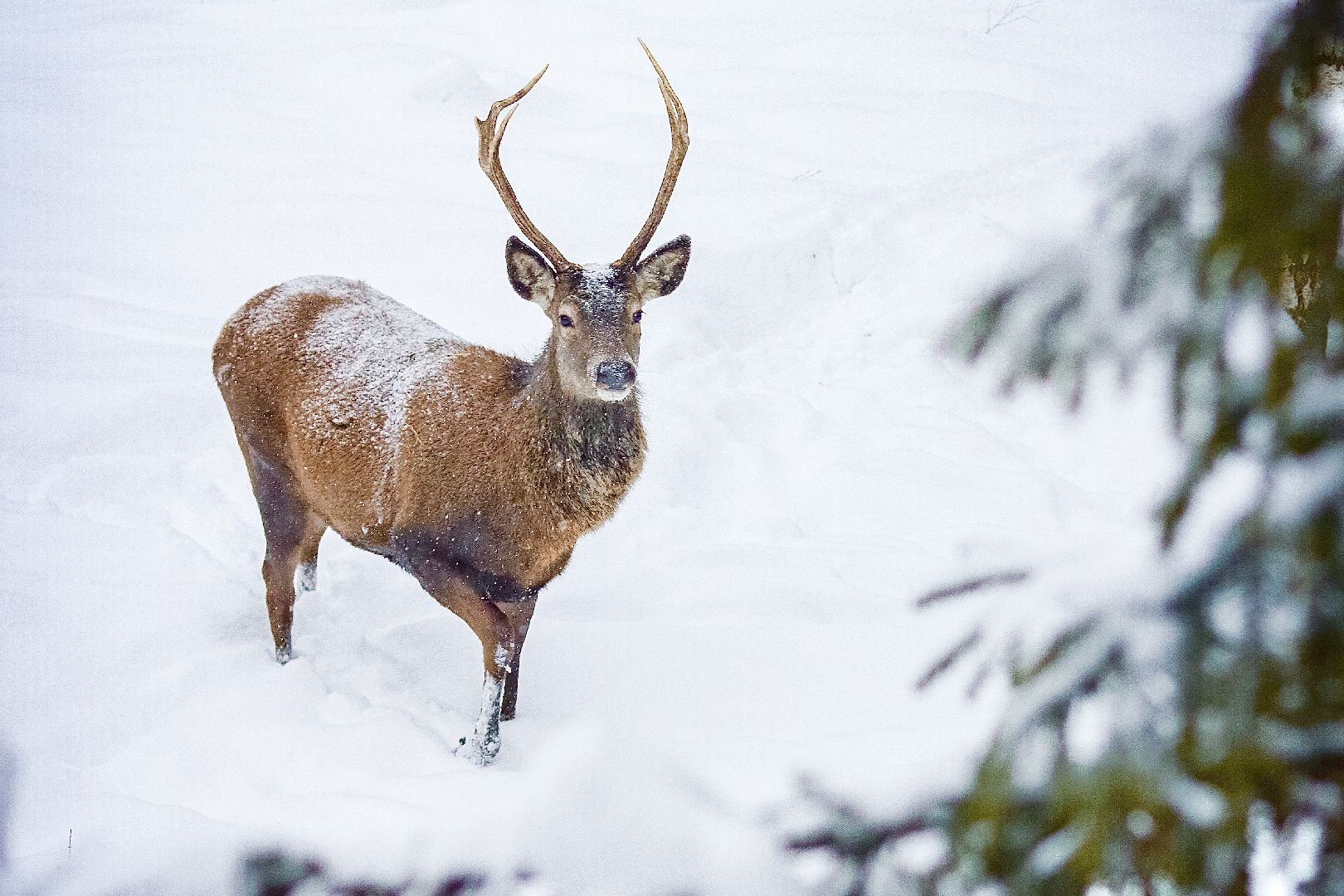 Клин, общество, животные, олени, зима в подмосковье,
