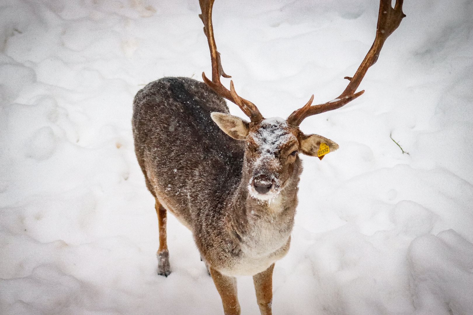 Клин, общество, животные, олени, зима в подмосковье,