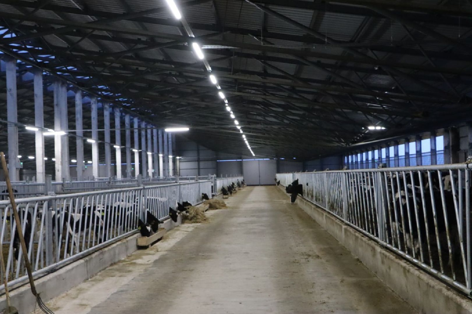 сельское хозяйство, серебряные пруды, инвестиции, новый коровник, ооо сп нива,