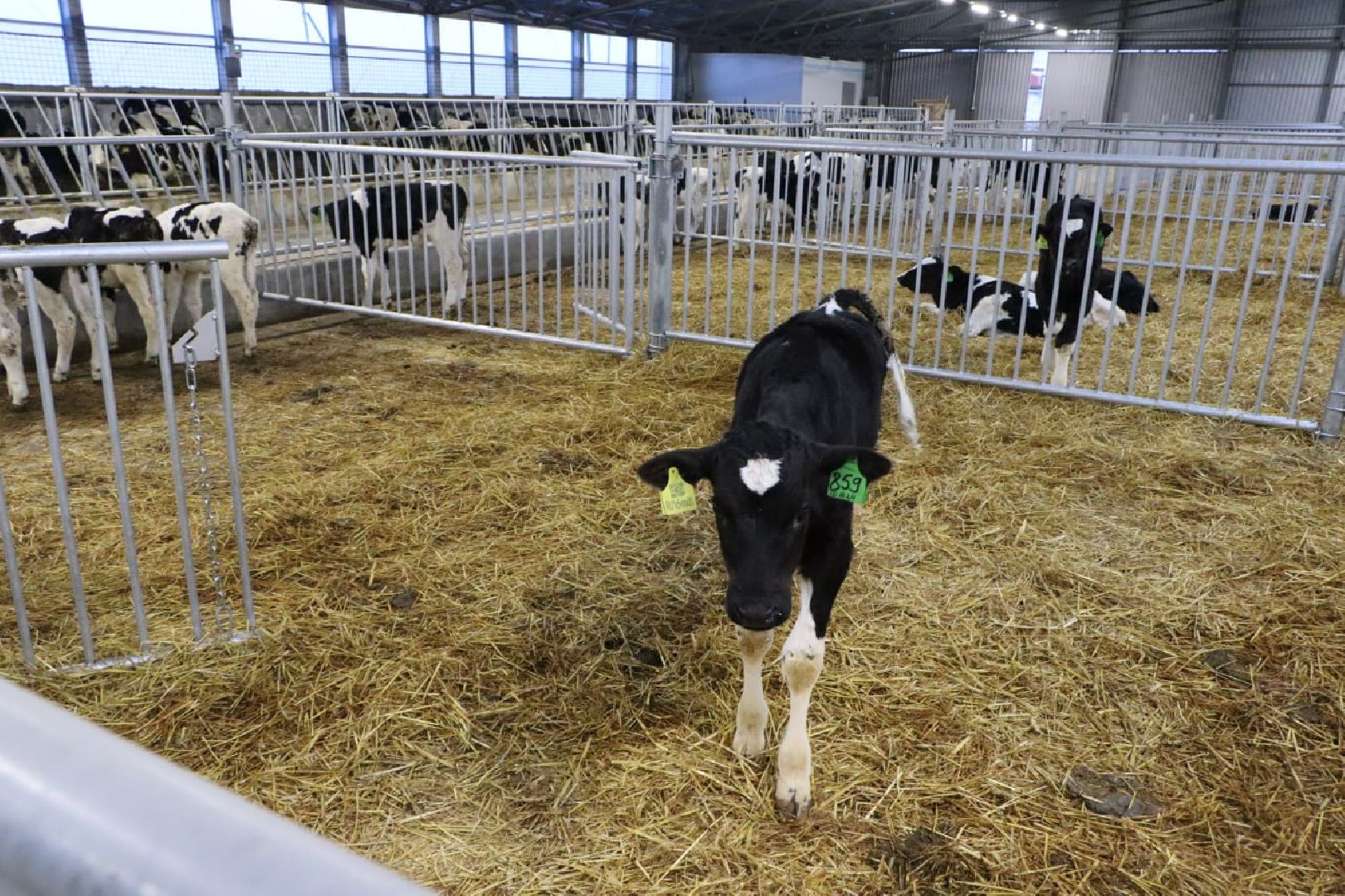 сельское хозяйство, серебряные пруды, инвестиции, новый коровник, ооо сп нива,