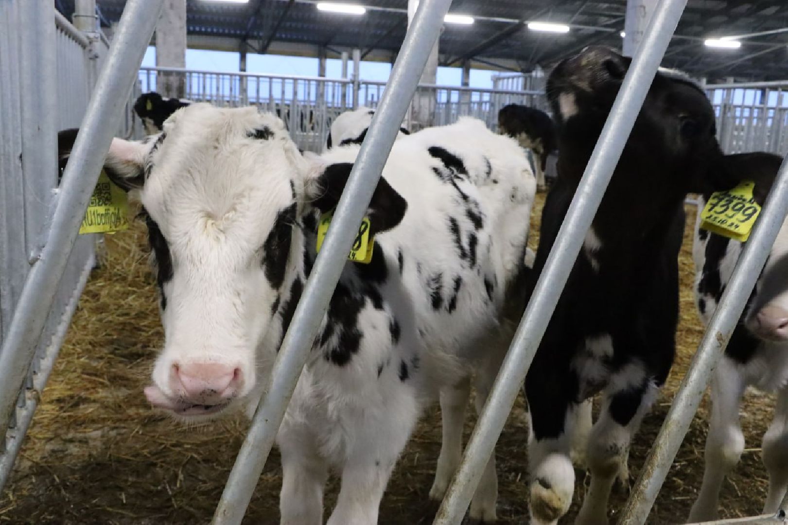 сельское хозяйство, серебряные пруды, инвестиции, новый коровник, ооо сп нива,