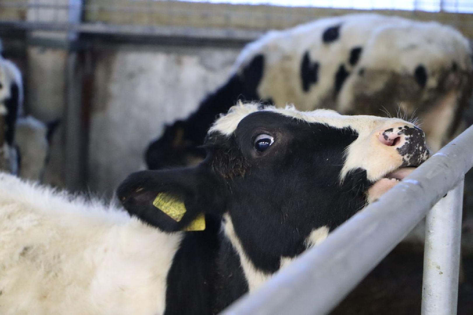 сельское хозяйство, серебряные пруды, инвестиции, новый коровник, ооо сп нива,