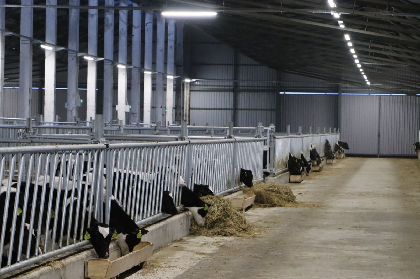 сельское хозяйство, серебряные пруды, инвестиции, новый коровник, ооо сп нива,