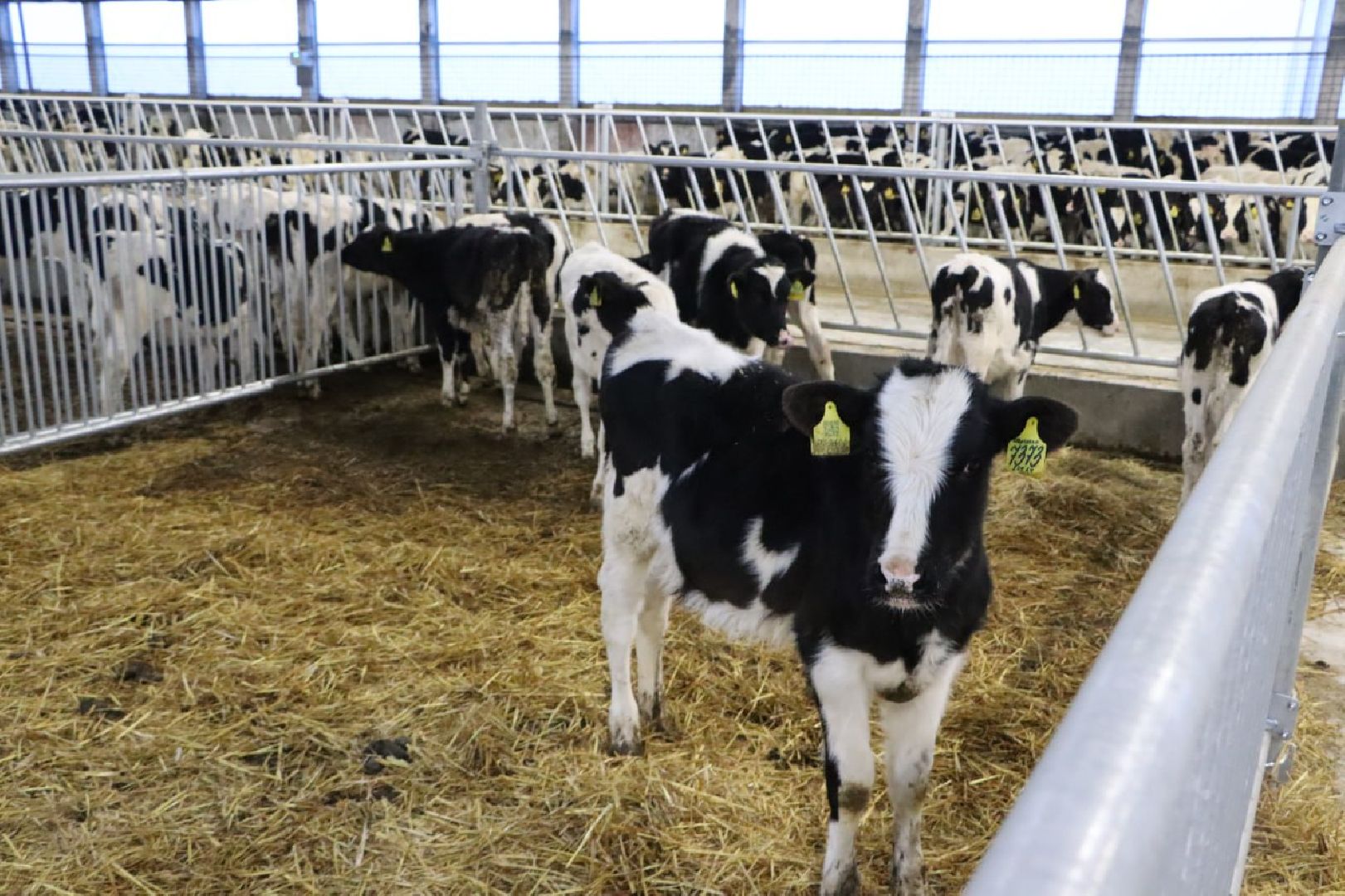 сельское хозяйство, серебряные пруды, инвестиции, новый коровник, ооо сп нива,