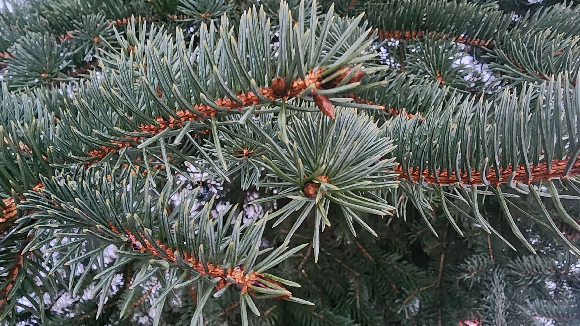 Бронницы, Сосна на новый год, Уход за живой сосной, Новый год, Жители Бронниц, елочный базар,
