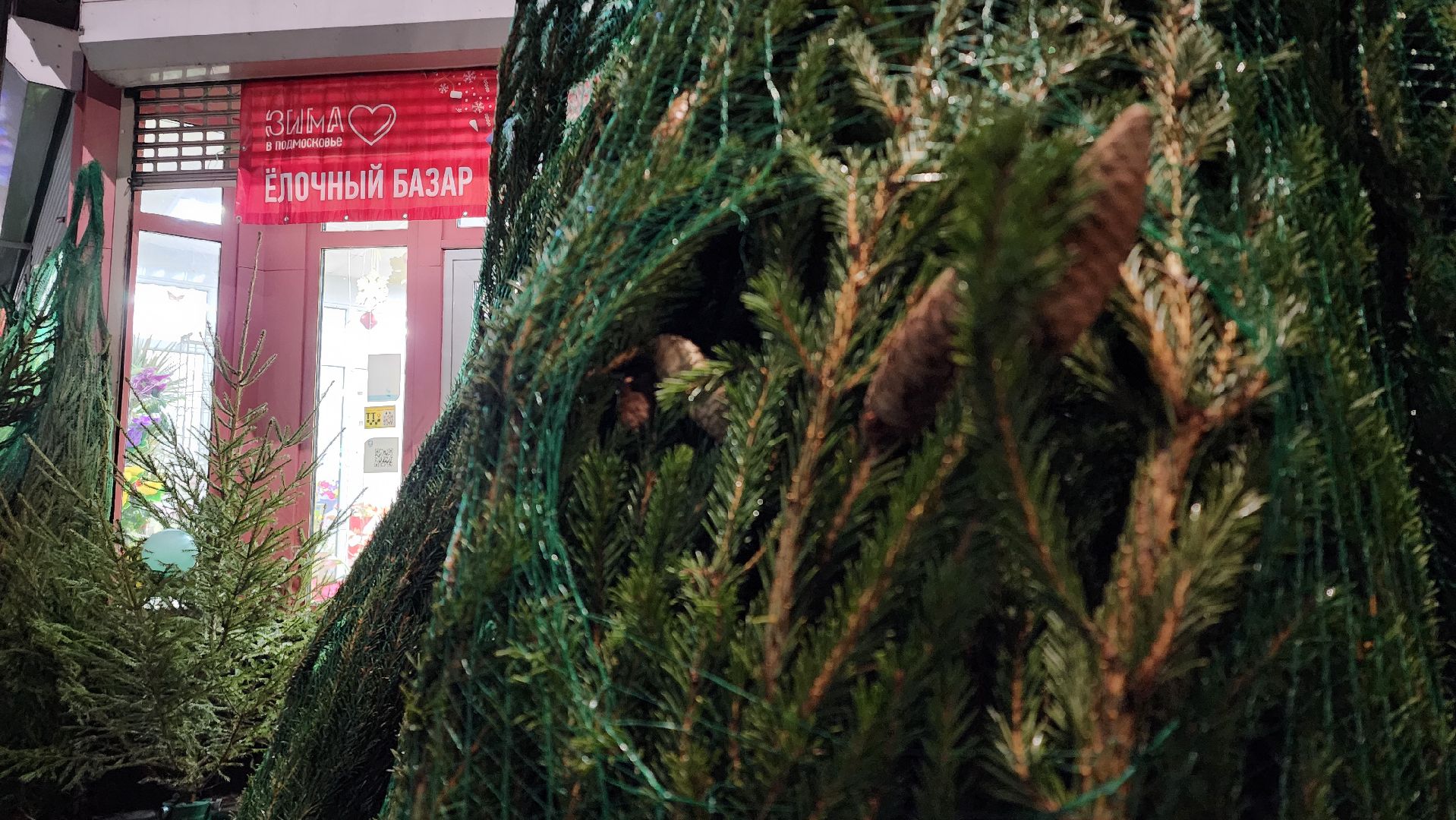 Бронницы, Сосна на новый год, Уход за живой сосной, Новый год, Жители Бронниц, елочный базар,