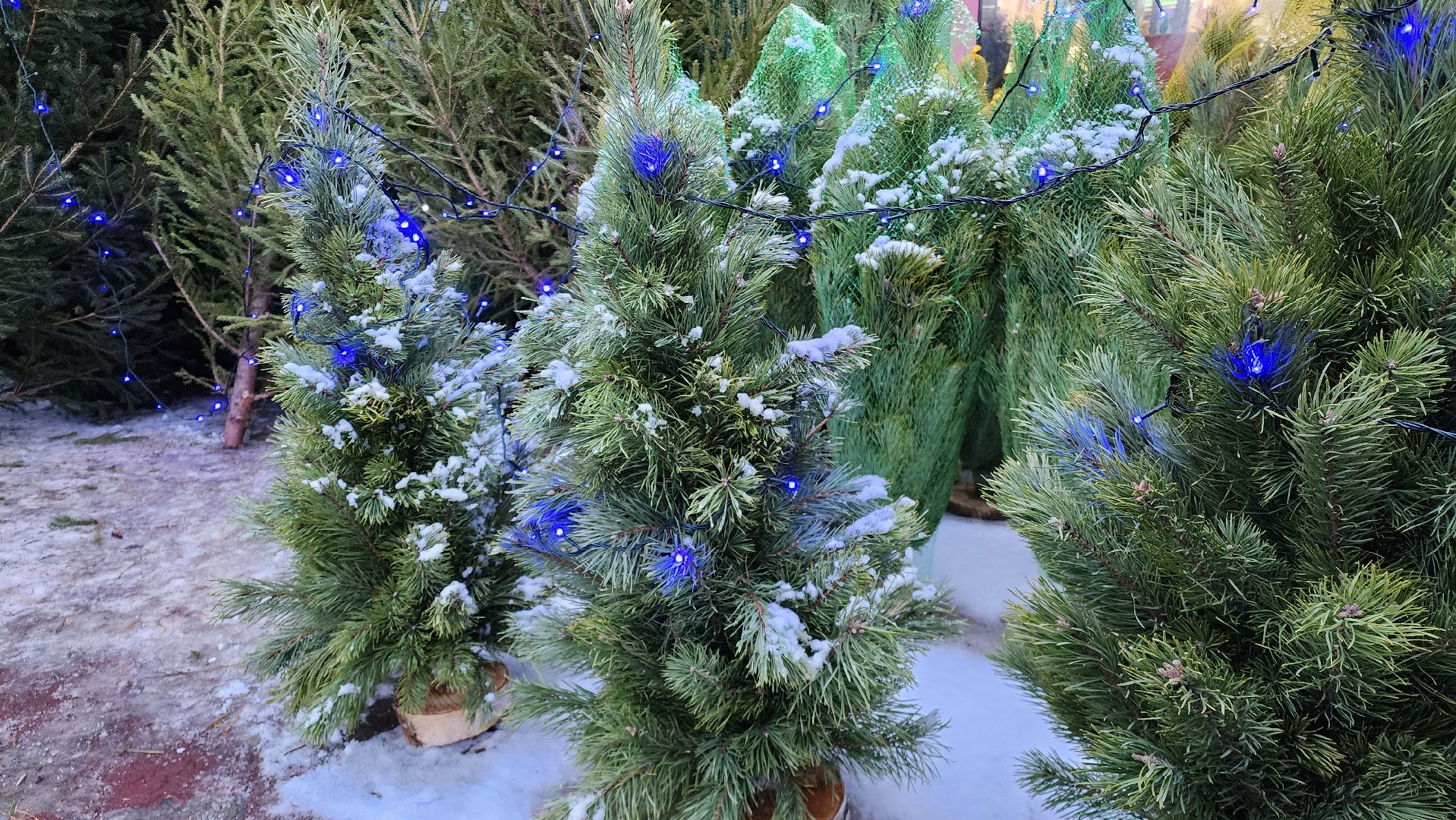 Бронницы, Сосна на новый год, Уход за живой сосной, Новый год, Жители Бронниц, елочный базар,