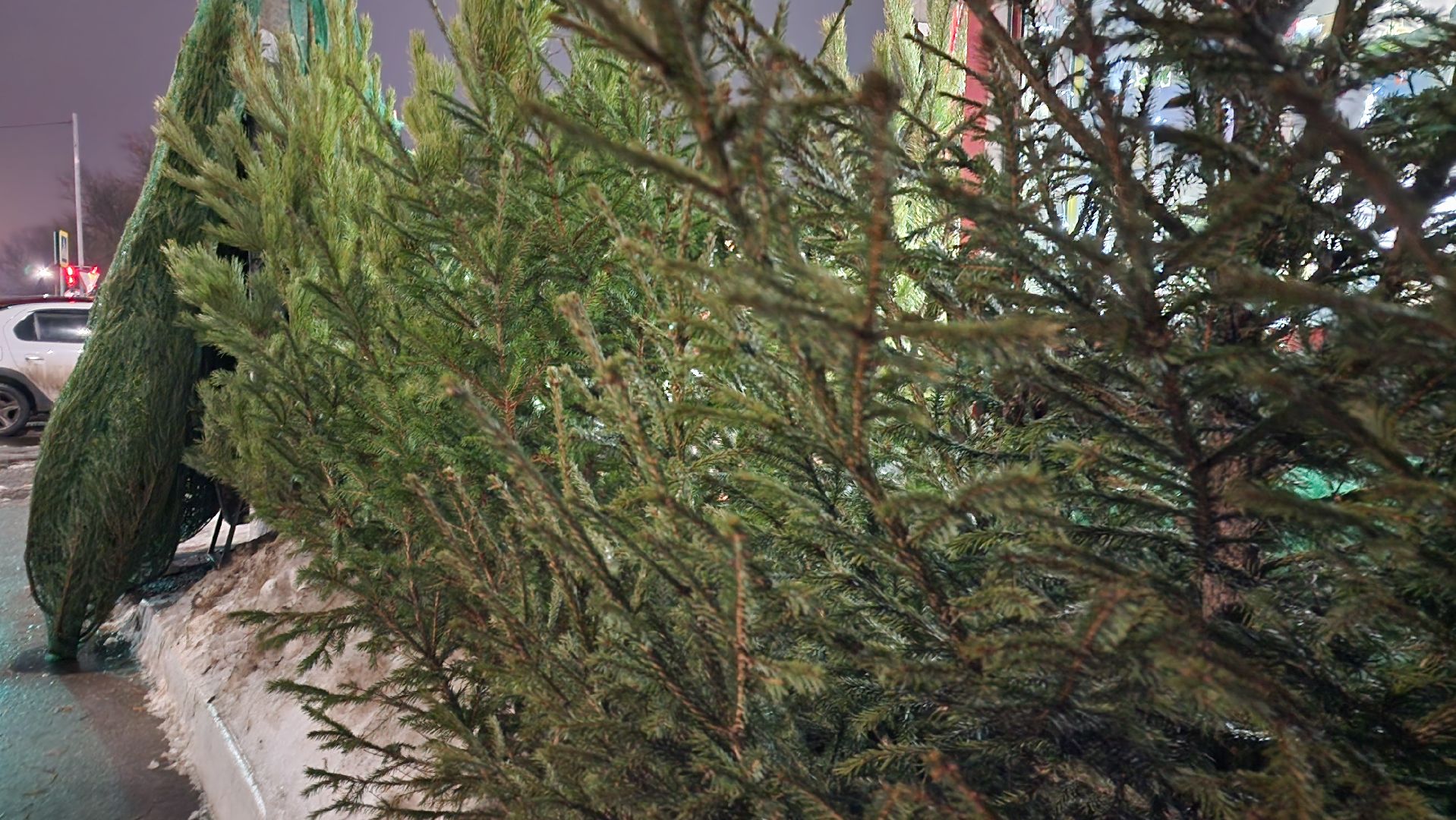 Бронницы, Сосна на новый год, Уход за живой сосной, Новый год, Жители Бронниц, елочный базар,