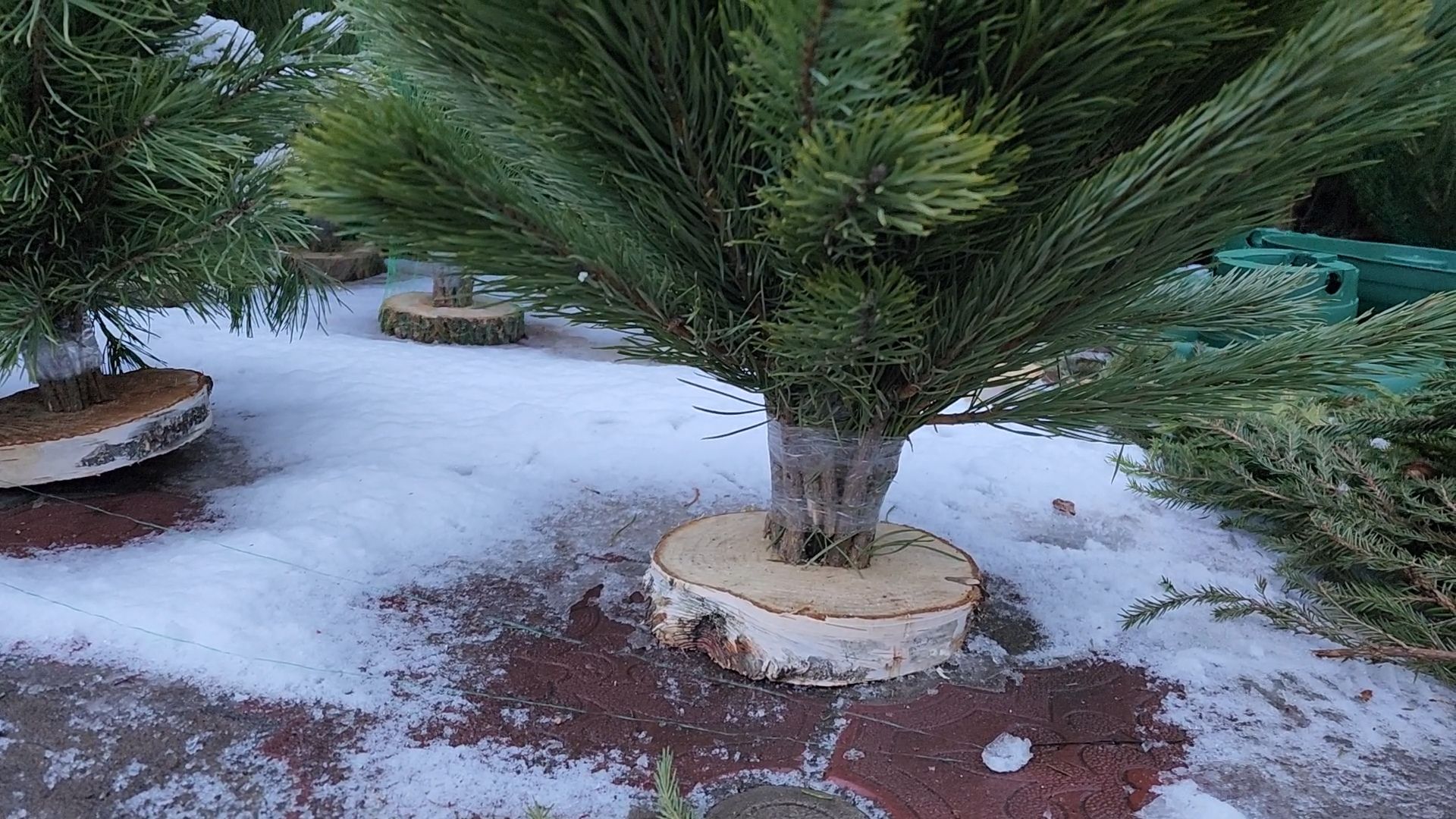 Бронницы, елочные базары, Купить ель в Бронницах, Подготовки к новому году,Вертикалка,