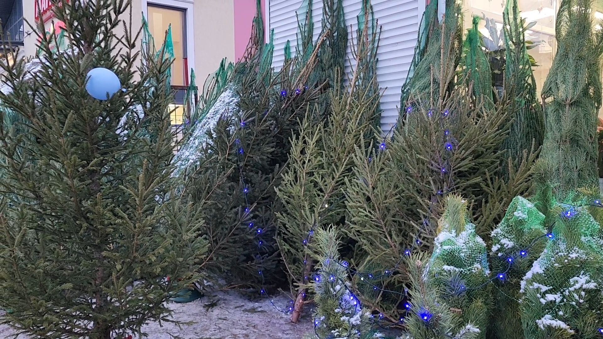 Бронницы, елочные базары, Купить ель в Бронницах, Подготовки к новому году,Вертикалка,