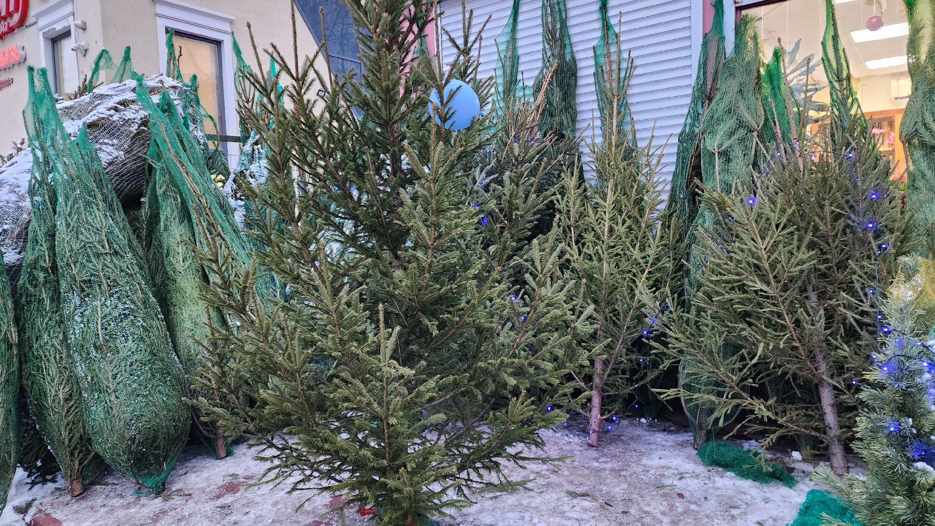 Бронницы, елочные базары, Купить ель в Бронницах, Подготовки к новому году,Вертикалка,