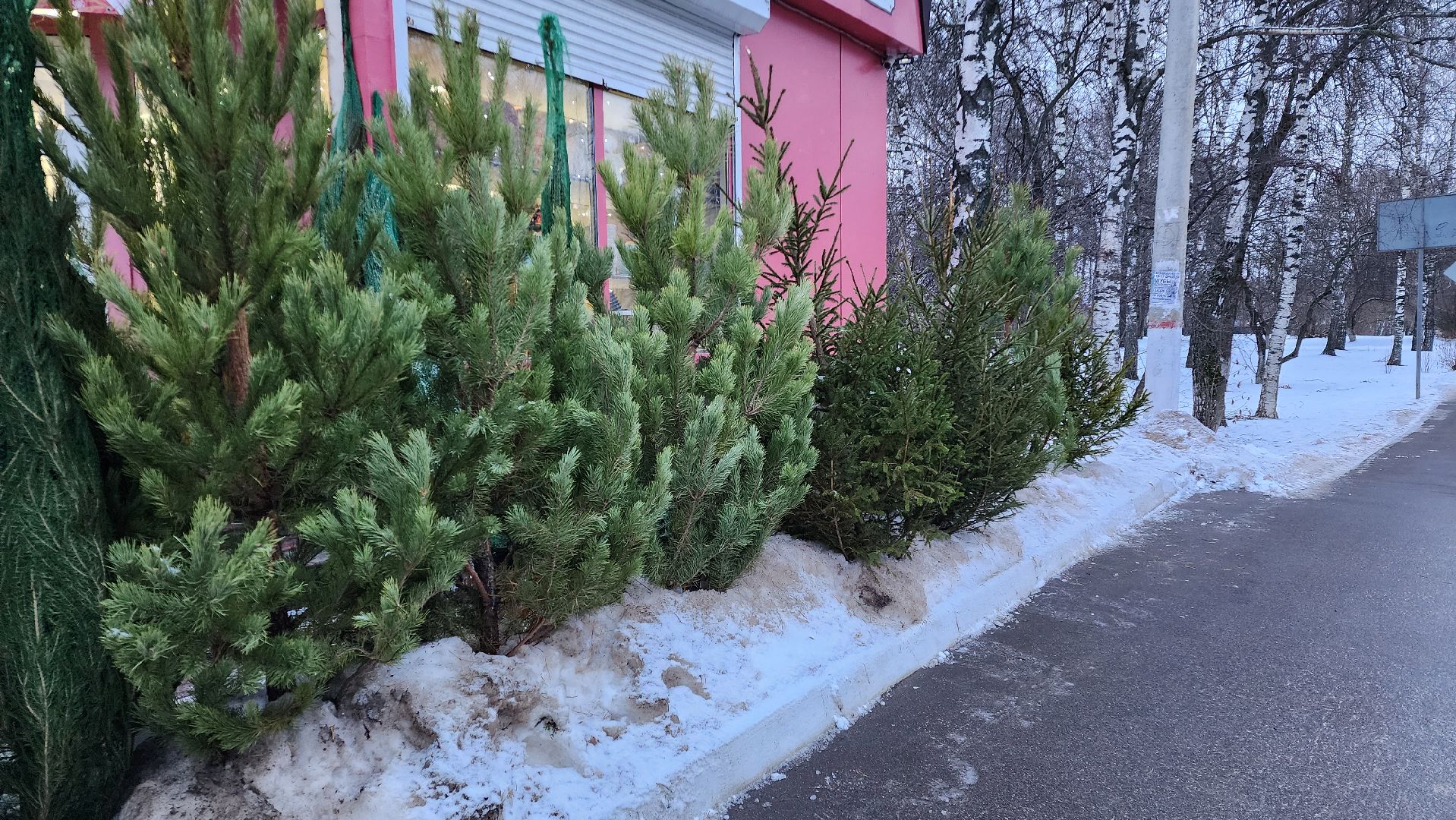 Бронницы, елочные базары, Купить ель в Бронницах, Подготовки к новому году,Вертикалка,