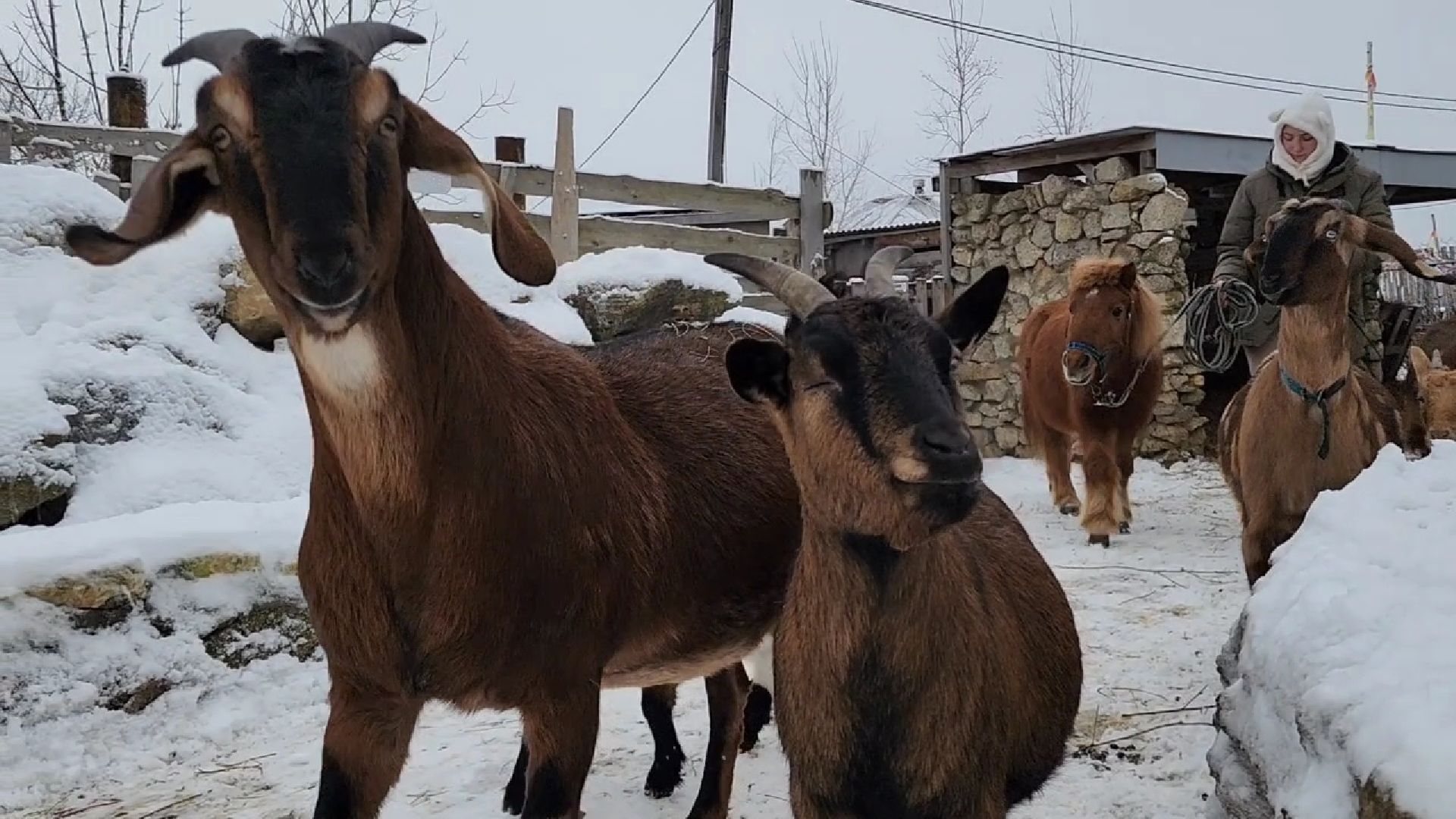 Раменское, Туризм, гастротуризм, Ферма 56, Животные на ферме,Вертикалка,