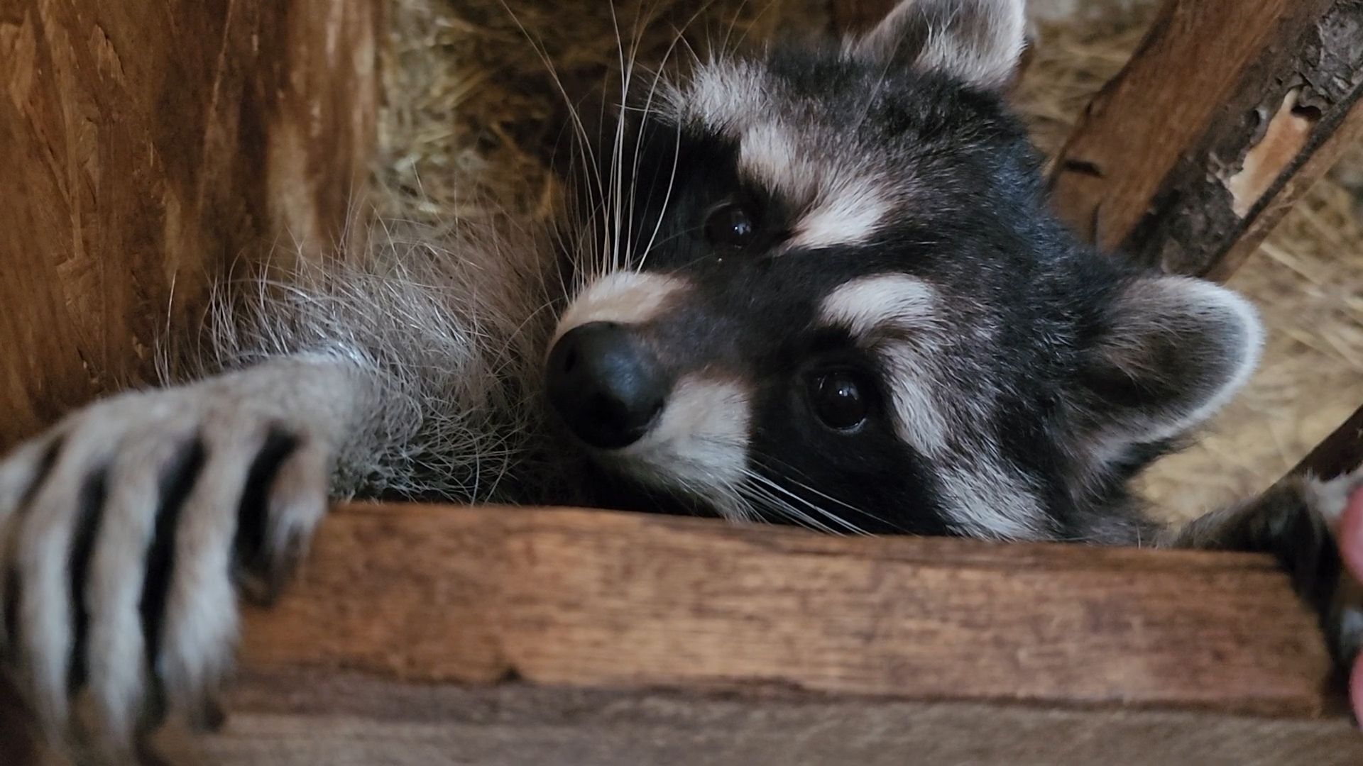 Раменское, Туризм, гастротуризм, Ферма 56, Животные на ферме,Вертикалка,